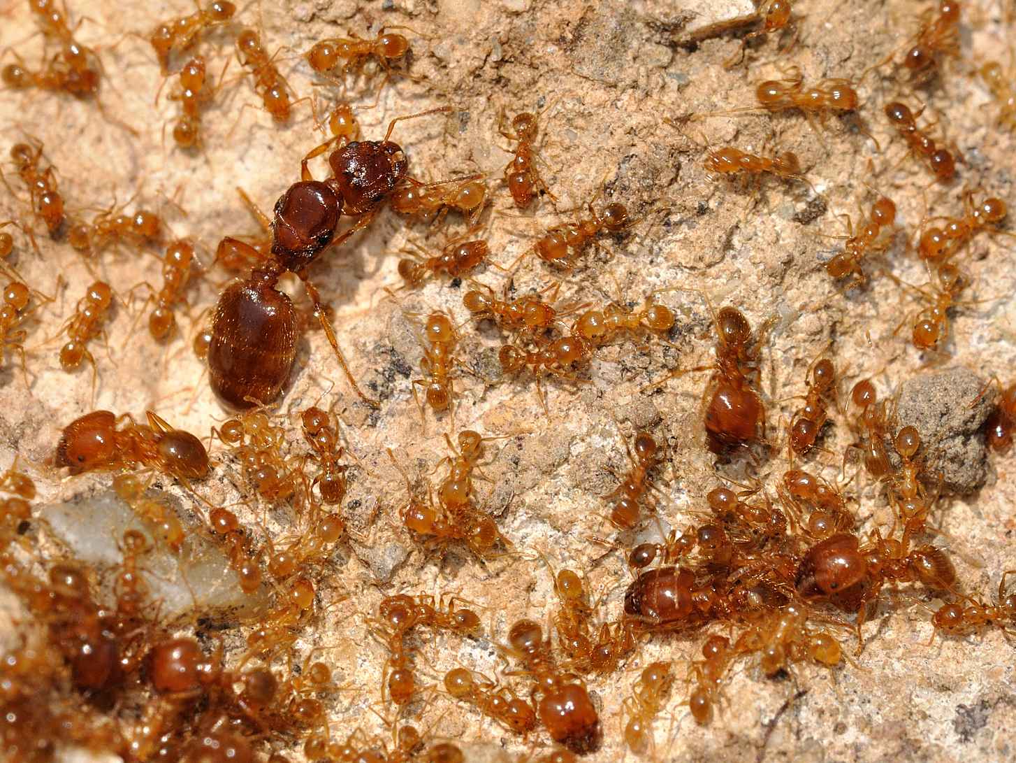 Formicidae - Pheidole pallidula regina, soldati e operaie